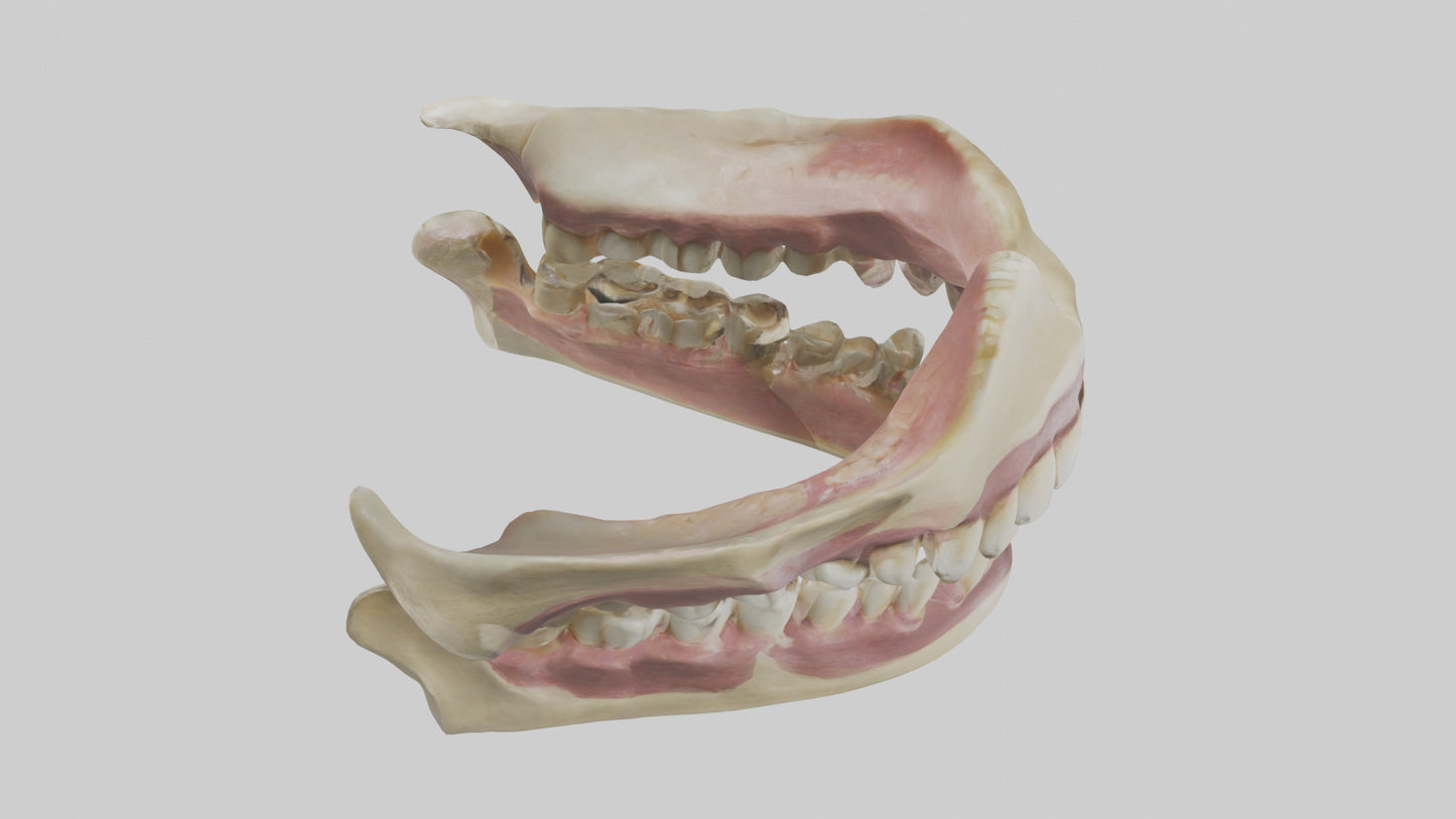 3D model Human Teeth Skeleton model VR / AR / low-poly
