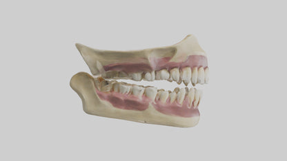 3D model Human Teeth Skeleton model VR / AR / low-poly