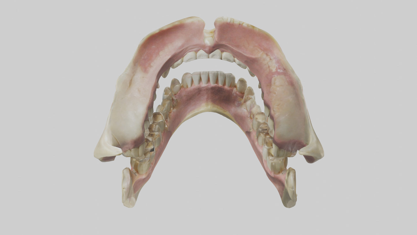 3D model Human Teeth Skeleton model VR / AR / low-poly