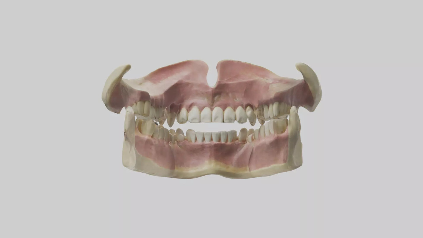 3D model Human Teeth Skeleton model VR / AR / low-poly