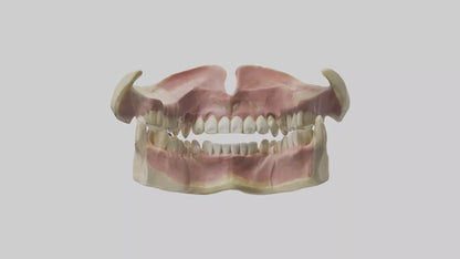 3D model Human Teeth Skeleton model VR / AR / low-poly