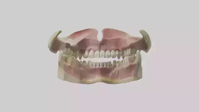 3D model Human Teeth Skeleton model VR / AR / low-poly