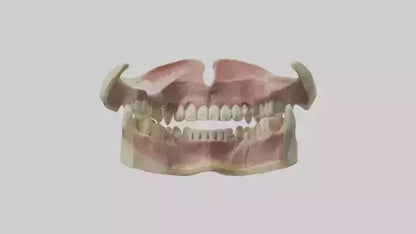 3D model Human Teeth Skeleton model VR / AR / low-poly