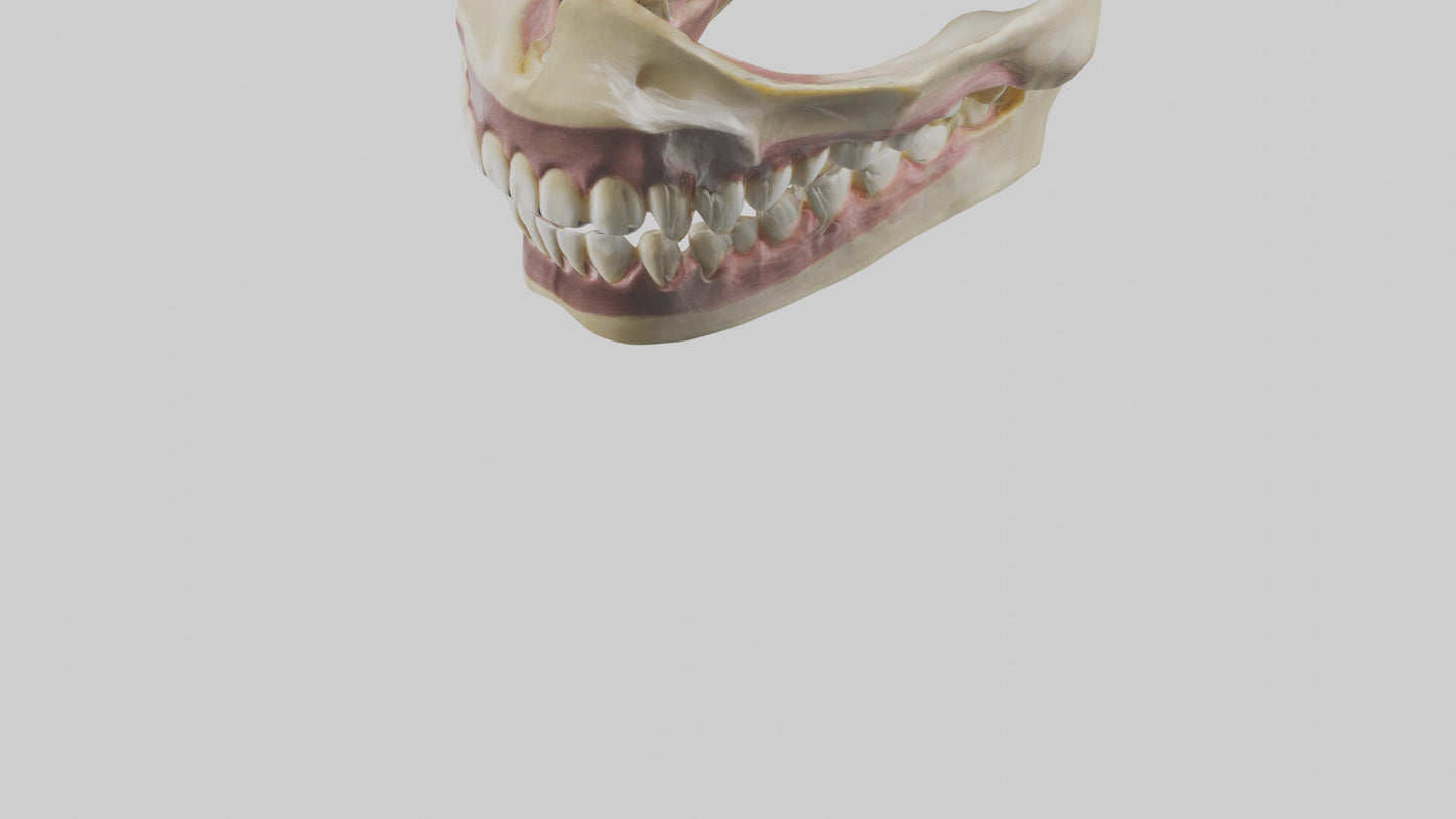 3D model Human Teeth Skeleton model VR / AR / low-poly
