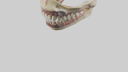 3D model Human Teeth Skeleton model VR / AR / low-poly