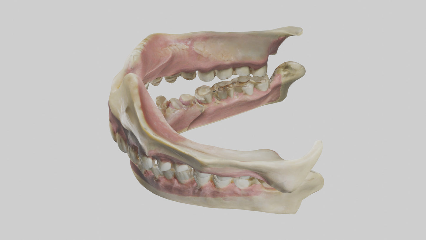 3D model Human Teeth Skeleton model VR / AR / low-poly