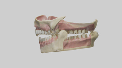 3D model Human Teeth Skeleton model VR / AR / low-poly