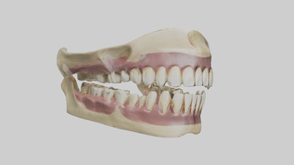 3D model Human Teeth Skeleton model VR / AR / low-poly