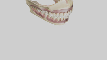3D model Human Teeth Skeleton model VR / AR / low-poly