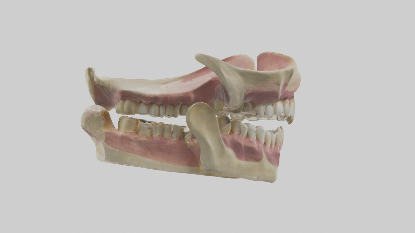 3D model Human Teeth Skeleton model VR / AR / low-poly