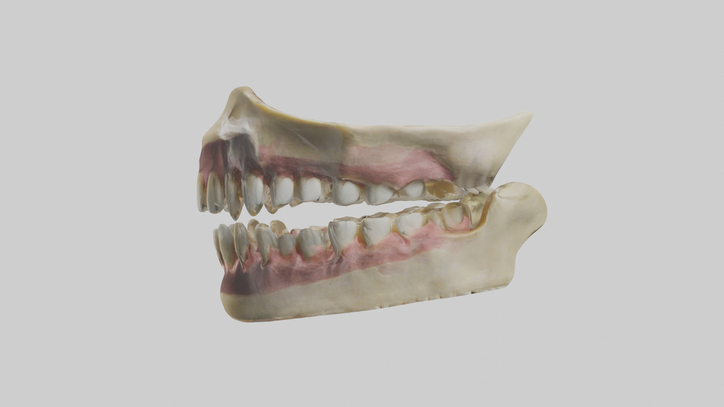 3D model Human Teeth Skeleton model VR / AR / low-poly