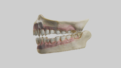 3D model Human Teeth Skeleton model VR / AR / low-poly