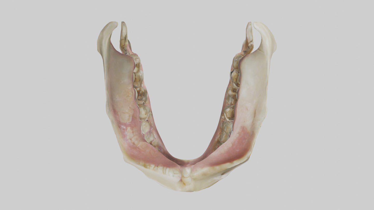 3D model Human Teeth Skeleton model VR / AR / low-poly