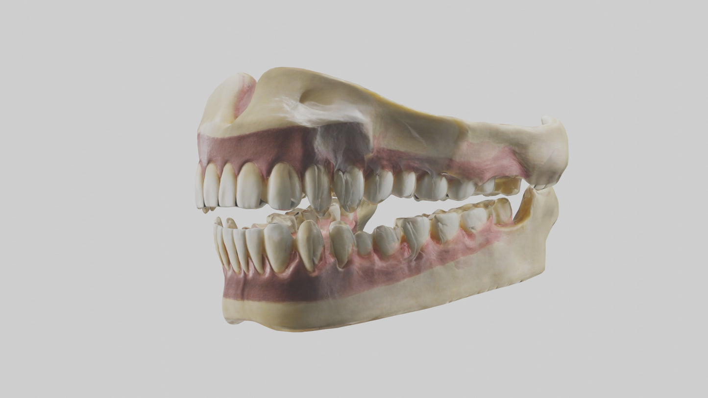 3D model Human Teeth Skeleton model VR / AR / low-poly