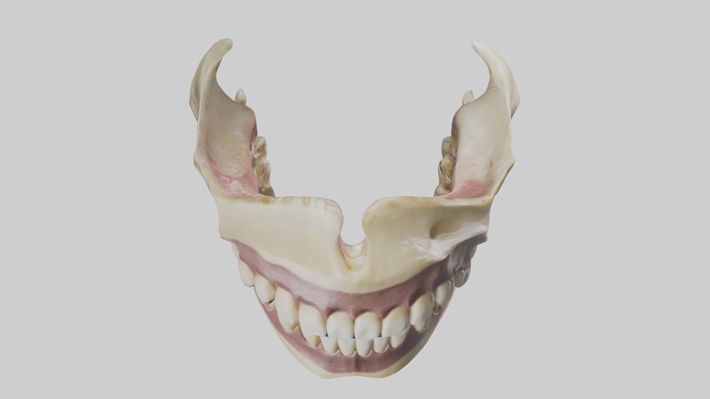 3D model Human Teeth Skeleton model VR / AR / low-poly