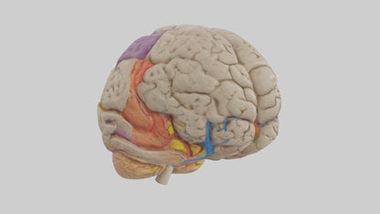 Human Temporal Lobe Model VR / AR / low-poly