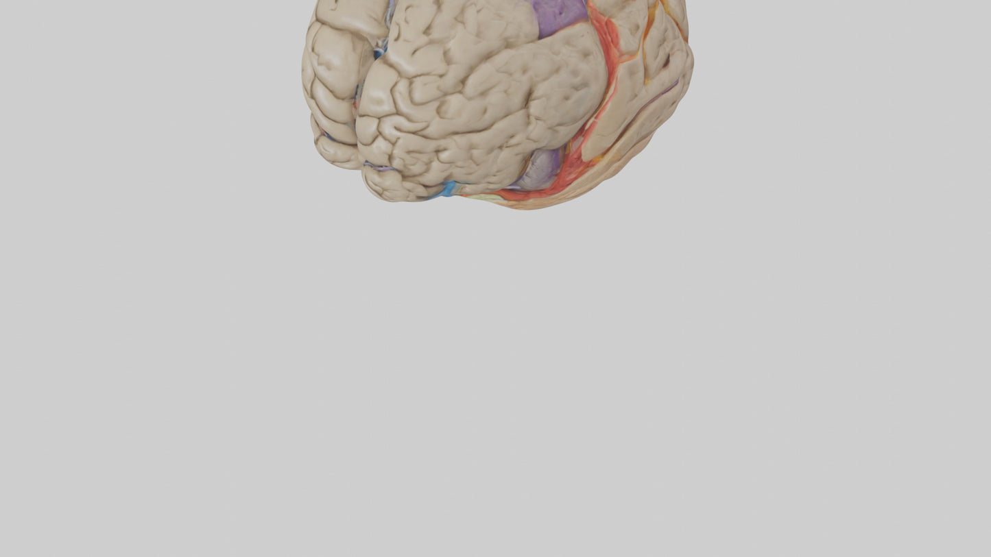 Human Temporal Lobe Model VR / AR / low-poly