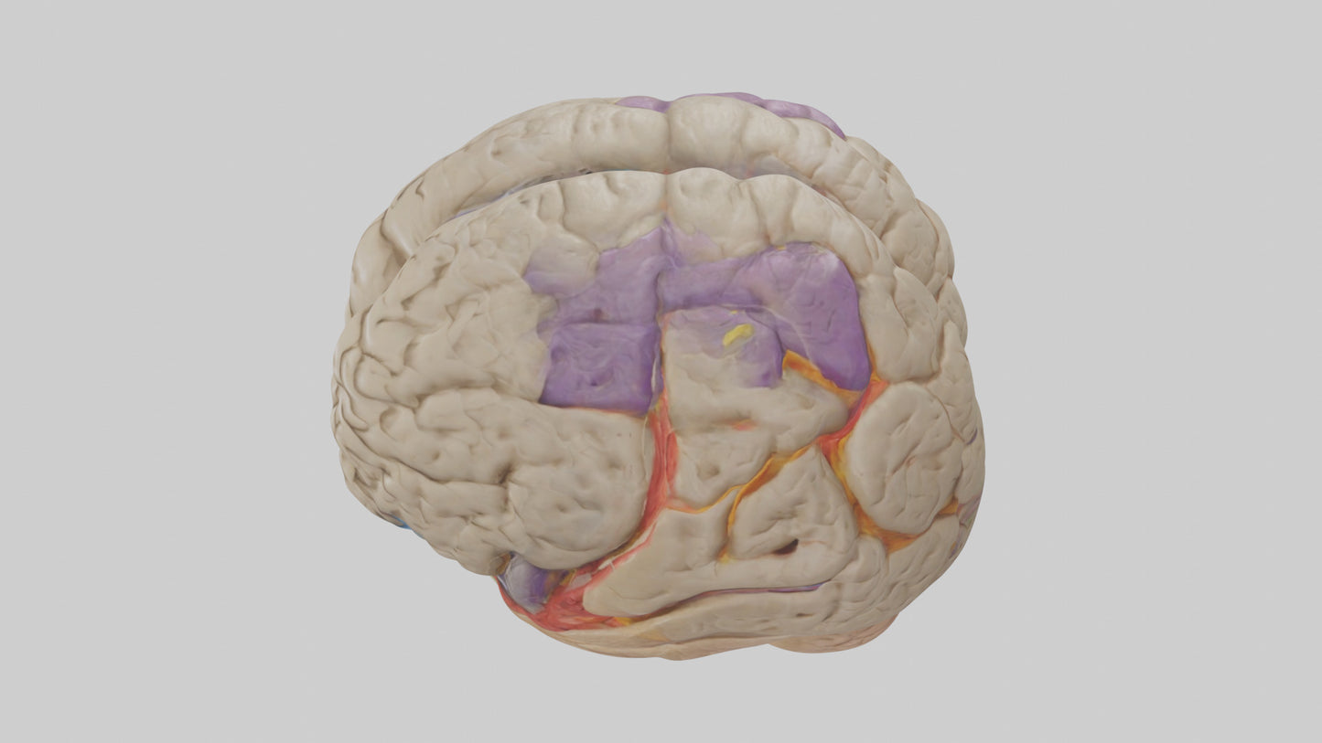 Human Temporal Lobe Model VR / AR / low-poly