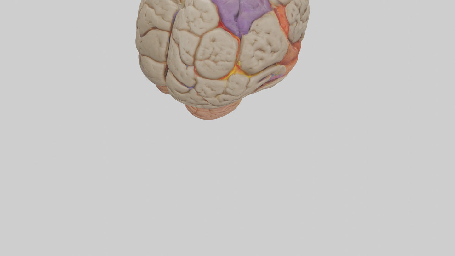 Human Temporal Lobe Model VR / AR / low-poly