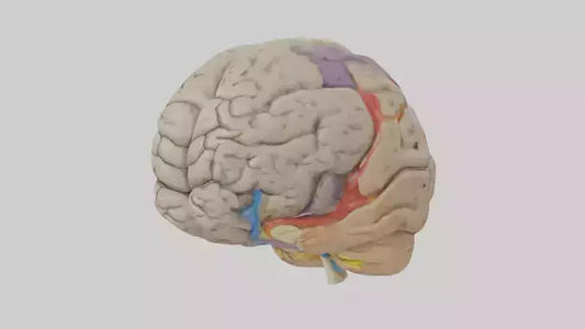 Human Temporal Lobe Model VR / AR / low-poly