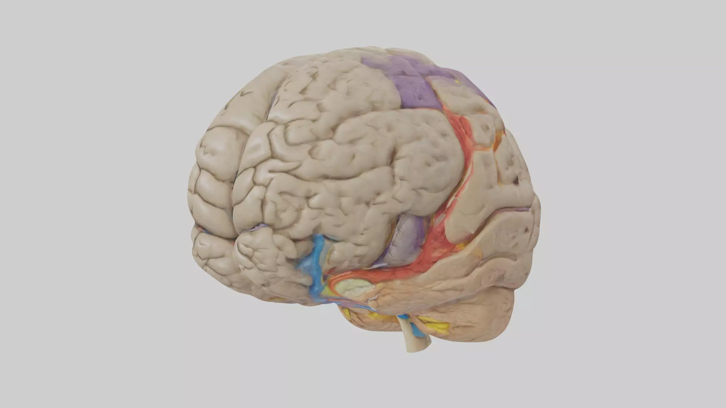 Human Temporal Lobe Model VR / AR / low-poly