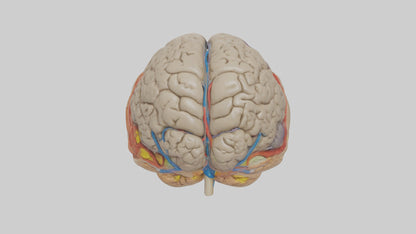 Human Temporal Lobe Model VR / AR / low-poly