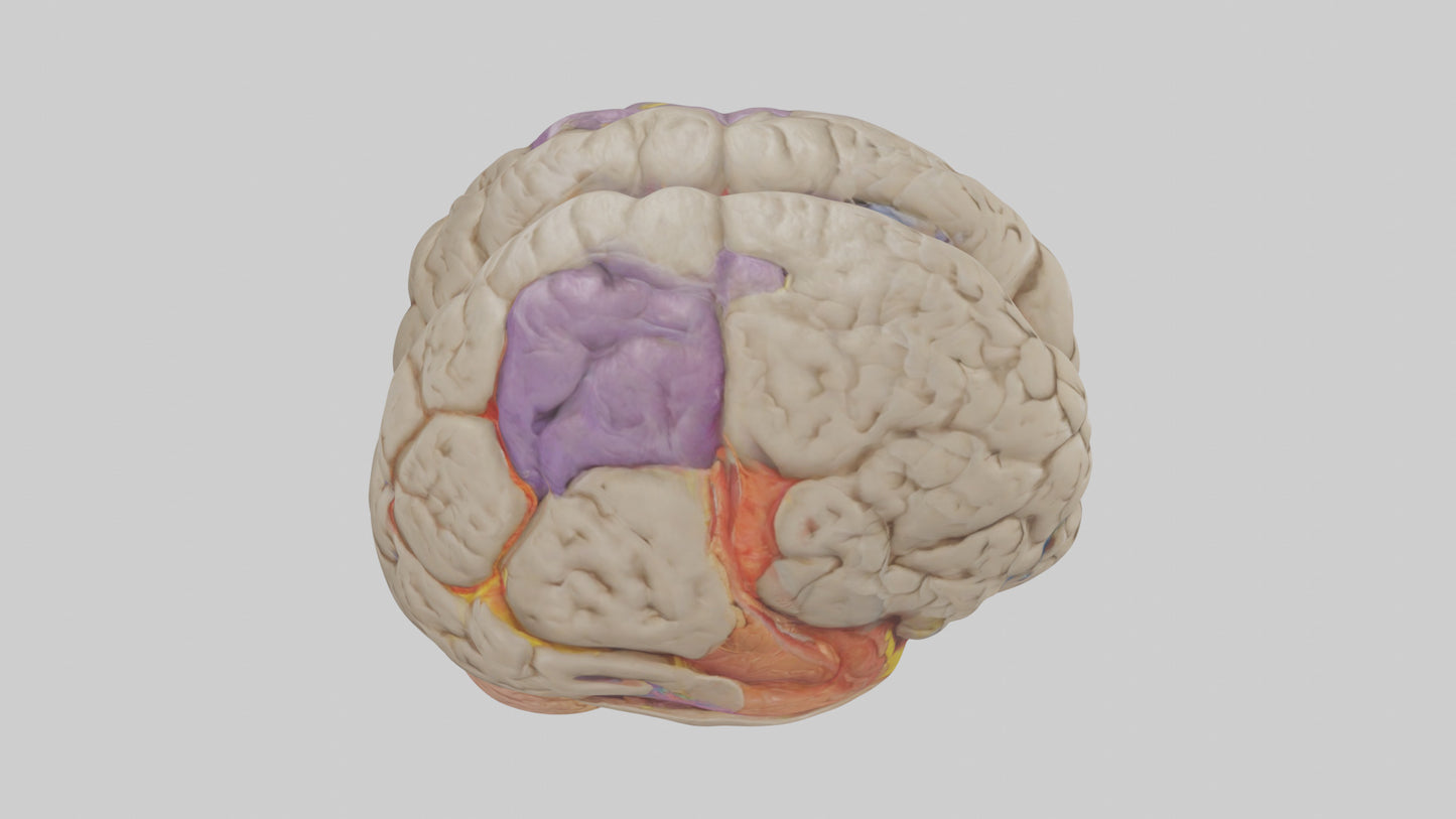 Human Temporal Lobe Model VR / AR / low-poly