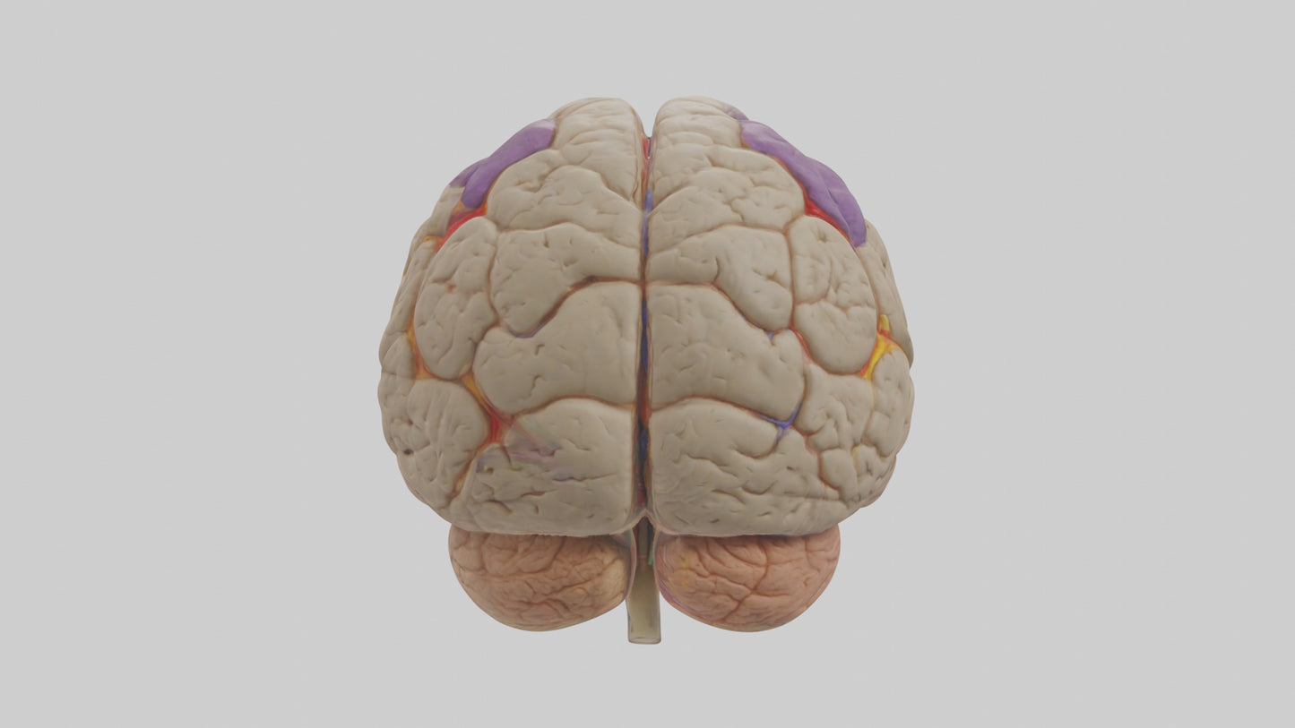 Human Temporal Lobe Model VR / AR / low-poly