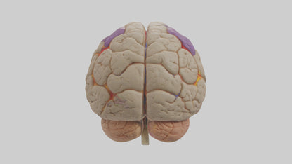 Human Temporal Lobe Model VR / AR / low-poly