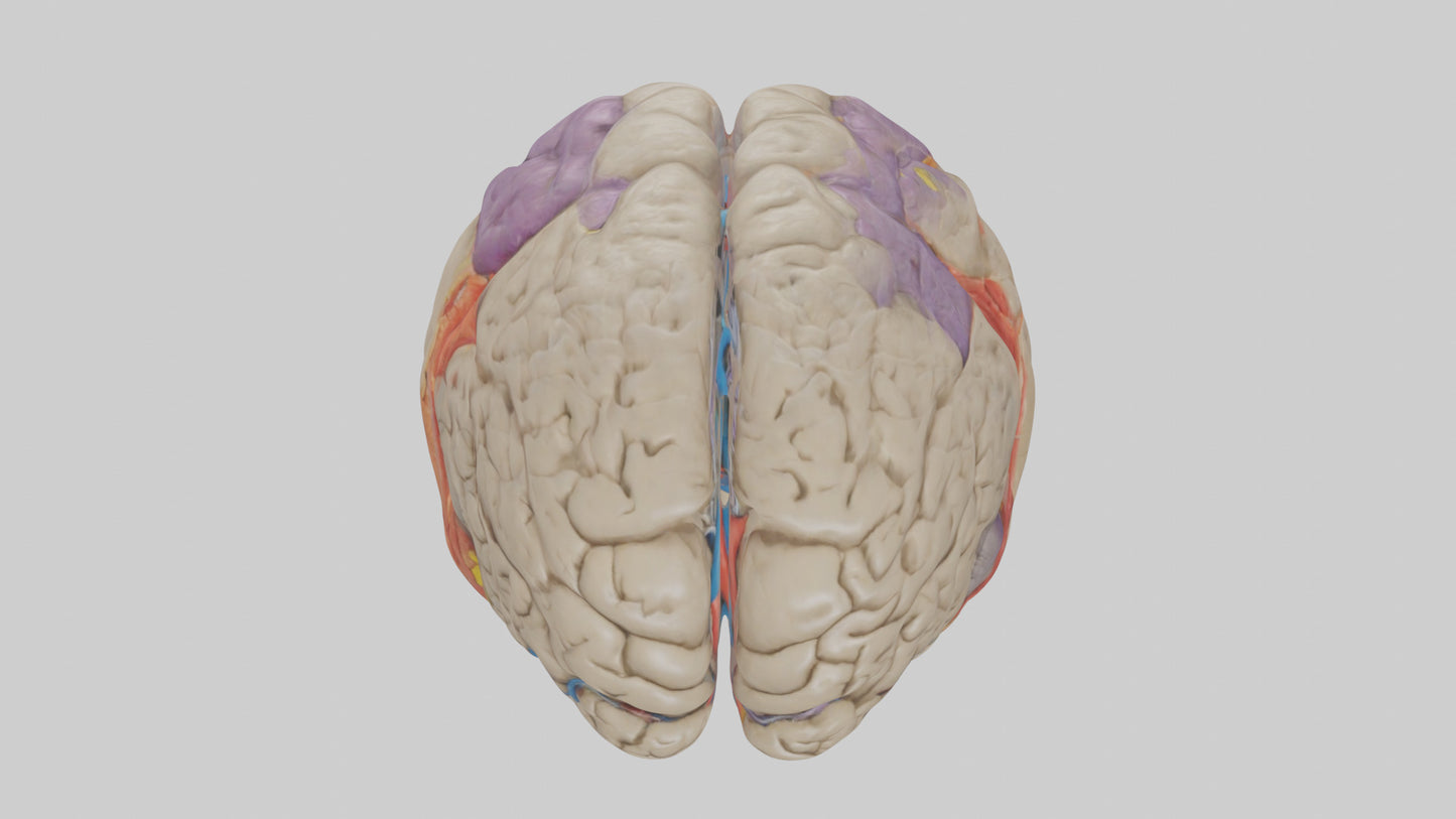 Human Temporal Lobe Model VR / AR / low-poly