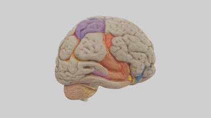 Human Temporal Lobe Model VR / AR / low-poly