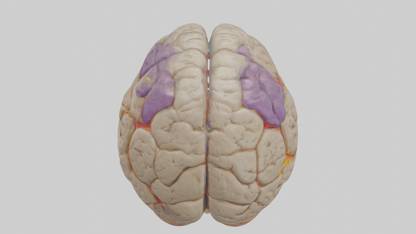 Human Temporal Lobe Model VR / AR / low-poly