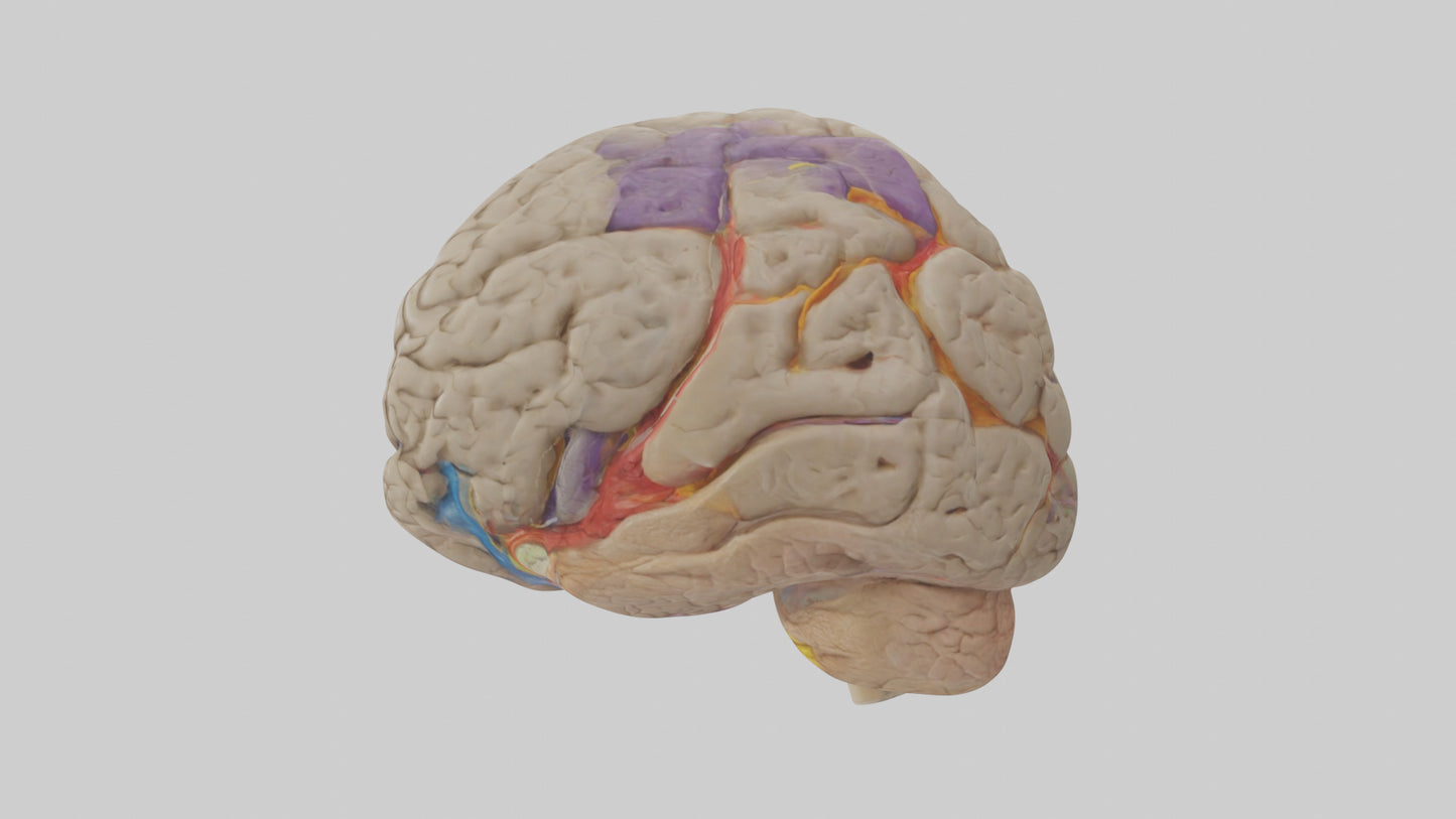 Human Temporal Lobe Model VR / AR / low-poly