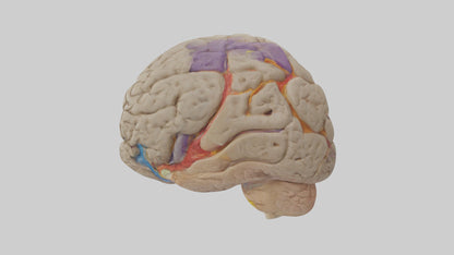 Human Temporal Lobe Model VR / AR / low-poly