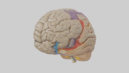 Human Temporal Lobe Model VR / AR / low-poly