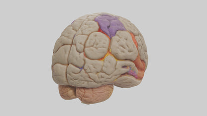 Human Temporal Lobe Model VR / AR / low-poly