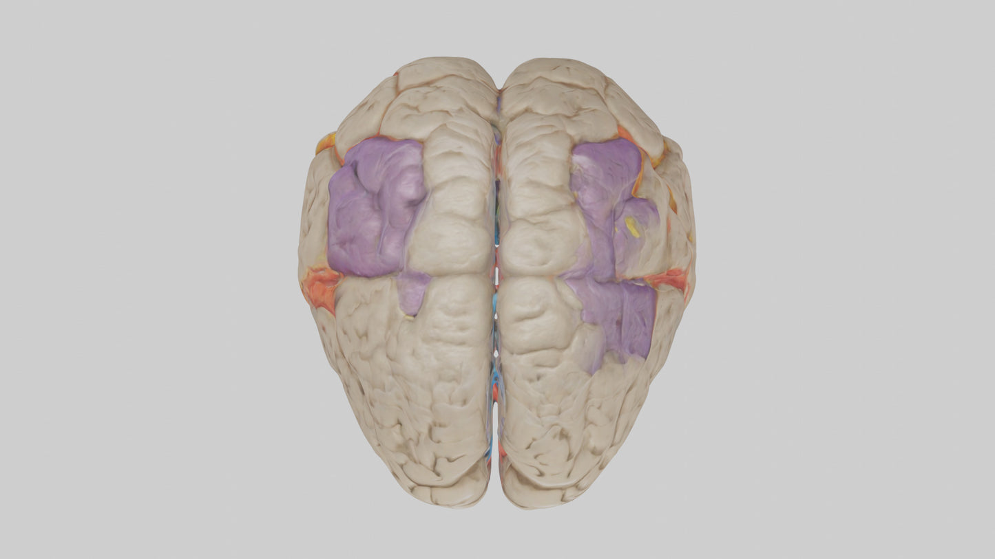 Human Temporal Lobe Model VR / AR / low-poly