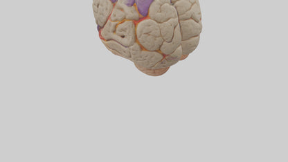 Human Temporal Lobe Model VR / AR / low-poly