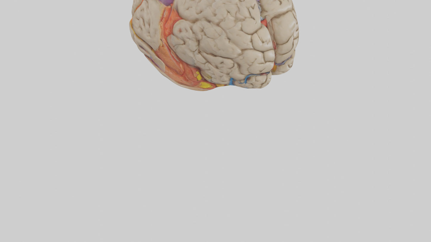 Human Temporal Lobe Model VR / AR / low-poly