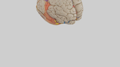 Human Temporal Lobe Model VR / AR / low-poly