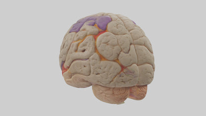 Human Temporal Lobe Model VR / AR / low-poly