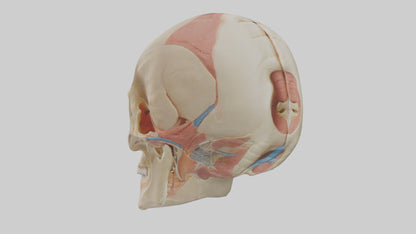 Human Temporomandibular Joint Model VR / AR / low-poly