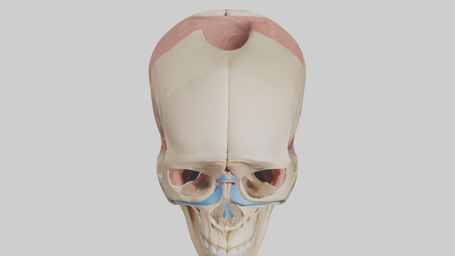Human Temporomandibular Joint Model VR / AR / low-poly
