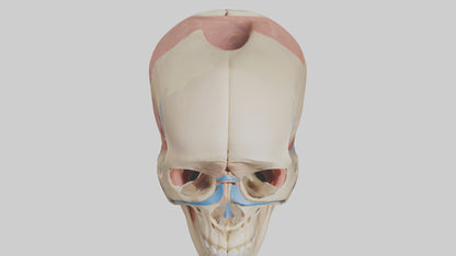 Human Temporomandibular Joint Model VR / AR / low-poly