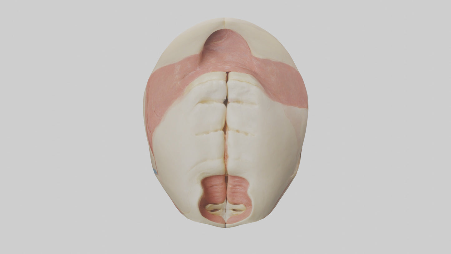 Human Temporomandibular Joint Model VR / AR / low-poly