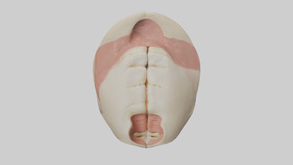 Human Temporomandibular Joint Model VR / AR / low-poly