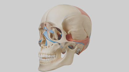 Human Temporomandibular Joint Model VR / AR / low-poly