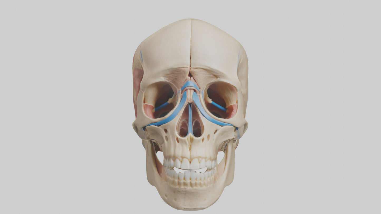 Human Temporomandibular Joint Model VR / AR / low-poly