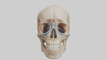 Human Temporomandibular Joint Model VR / AR / low-poly