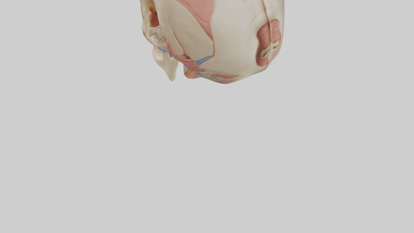 Human Temporomandibular Joint Model VR / AR / low-poly